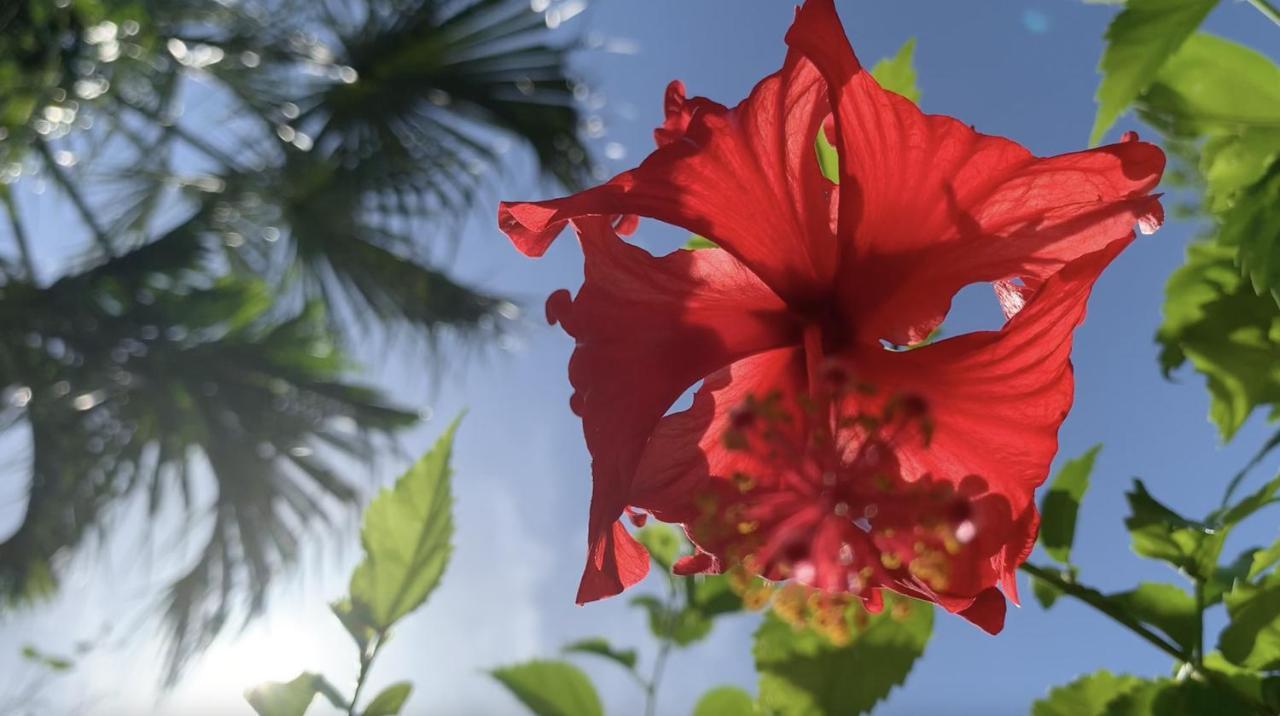 Gardenhotel Macan Che B&B Izamal Eksteriør billede